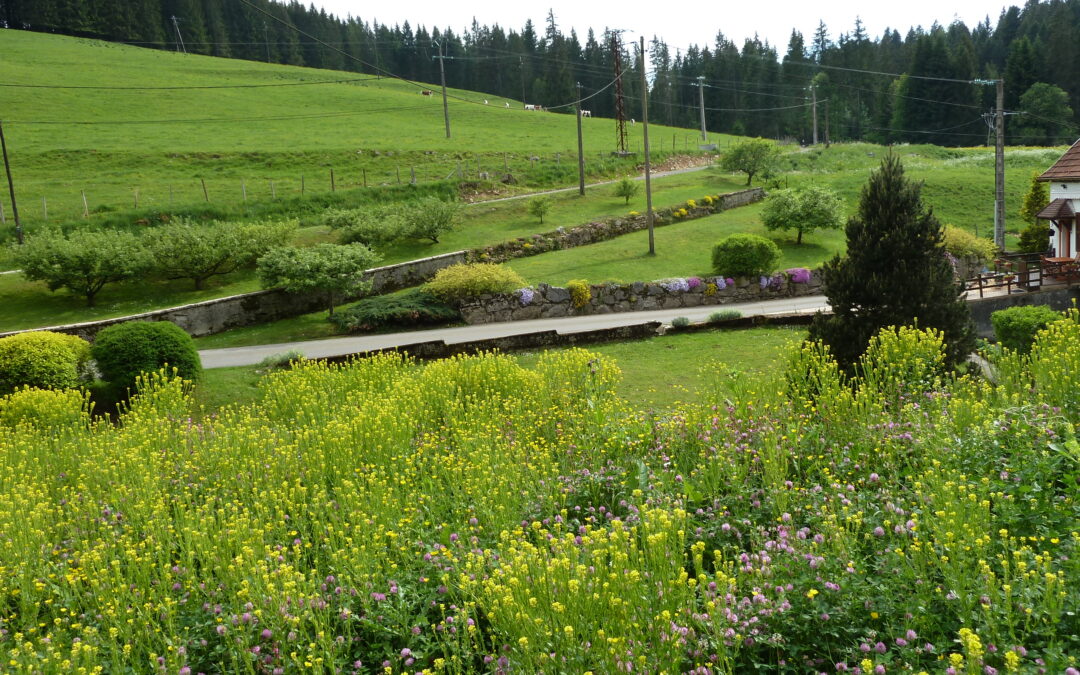 Bienvenue aux gîtes de Louadey